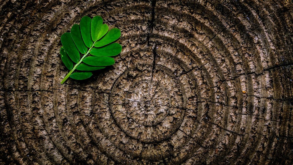 identify valuable old growth lumber
